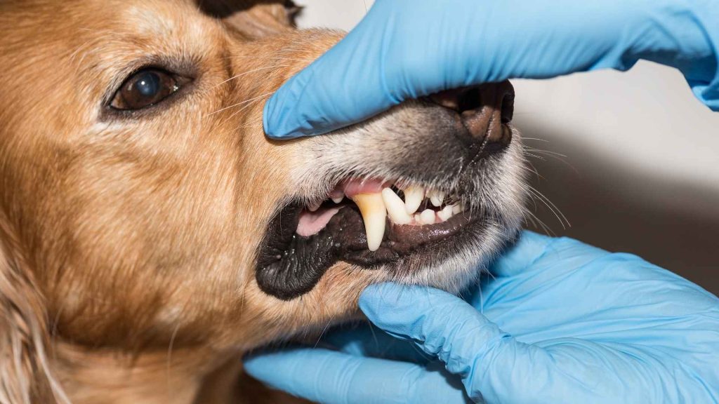 Tissue Regeneration For Dogs
